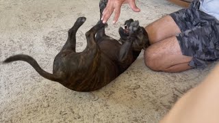 My Dogs funny reaction when I tickle her [upl. by Amble]