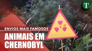 Os animais de Chernobil [upl. by Eliga]