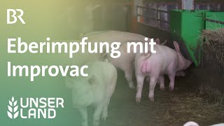 Eberimpfung bei ÖkoSchweinen  Unser Land  BR Fernsehen [upl. by Bertelli]