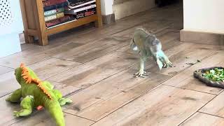 Green iguana Jorge charge attack 😆 [upl. by Tirza]