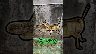 The locust is 6 day old locust animalhusbandry viralvideo shorts [upl. by Leahcam]