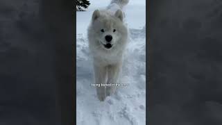 What should sled dog try this winter 🐻‍❄️❄️🛷 dog samoyed [upl. by Assirehc]