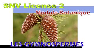 Botanique  cours 3 les GYMNOSPERMES [upl. by Rupert]