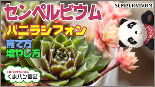 センペルビウム・バニラシフォンの育てかた・増やし方・Succulents【くまパン園芸】 [upl. by Naraa]