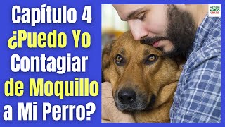 🆘 ¿UN HUMANO PUEDE CONTAGIAR EL MOQUILLO A UN PERRO 🆘 [upl. by Oimetra]