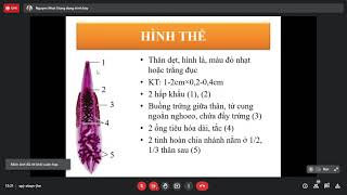 Clonorchis sinensis và Opisthorchis viverrinii  Sán lá gan nhỏ  ký sinh trùng  Y2 [upl. by Licna559]