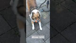 Winter 2022 play fetch in the backyard with Milou [upl. by Noivaz926]