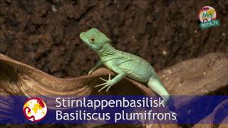 ReptilTV  Special  Tierschutz [upl. by Barron]