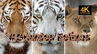 Grandes Felinos em 4K Cenas Espetaculares de Grandes Gatos na Natureza Selvagem [upl. by Iphigenia]