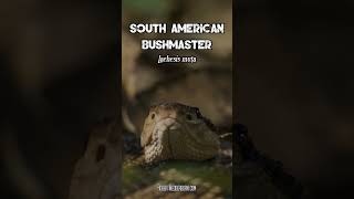 South American Bushmaster Lachesis muta [upl. by Hsiri]