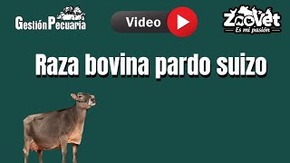 Raza bovina Pardo Suizo [upl. by Ecilahs444]