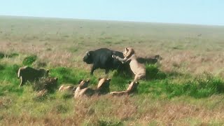 Rongai Lions hunting a Buffalo  Masaimara  3 November 2024 [upl. by Even]