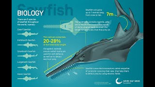 Casting Reel Catch Sawfish SAW SHARK WEAPON Sawfish also known as carpenter sharks [upl. by Jardena]