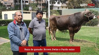 Raza de ganado Brown Swiss Pardo suizo Banco Nacional de Semen Programa de Mejoramiento Animal UNALM [upl. by Billen]