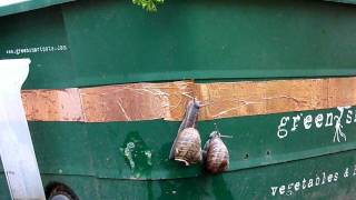 Slugga Snail and Slug Copper Barrier Tape [upl. by Airemat514]