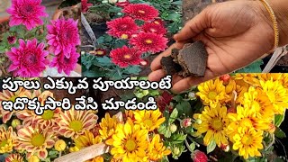 chamanthi plant care in telugu  chamanthi mokkalu ela penchali  get more blooms in chrysanthemum [upl. by Leahcimaj]