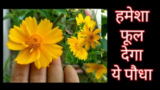 353 How To Care Coreopsis Plant  कोरियोपसिस के पौधे की देखभाल कैसे करें  Coreopsis Flowers [upl. by Irroc]