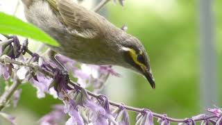 Yellowfaced Honeyeater [upl. by Anialad413]