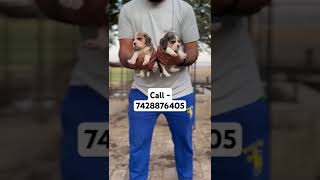 Beagle puppies for sale in Delhi ncr music newsong arijitsingh ost song labrador [upl. by Arol]