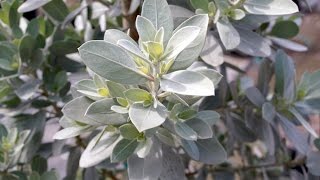 Conocarpus seriseus  Silver Buttonwoods trees for sale Homestead Florida [upl. by Tarton]