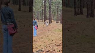 Buteo Regalis Ferruginous Through the Trees [upl. by Ultan]