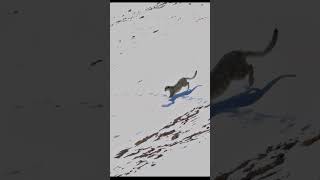 Snow Leopard Chasing IBEX [upl. by Eram435]