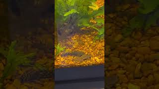 My Pleco is a bully when good food is in the tank pleco aquarium aquariumfish aquascape [upl. by Raven]