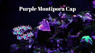 Purple Montipora Cap  Care Tips [upl. by Einohtna]