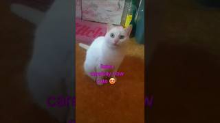 😺😻Deaf cat meow😻cats shorts catlover [upl. by Almund]