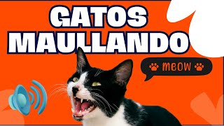 Gatos Maullando  Mira como reacciona tu Gato  Sonidos de Gatos  Maullidos para atraer a tu Gato [upl. by Etnelav818]