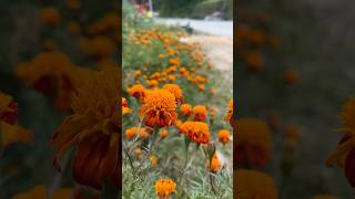 Beautiful Marigolds growing at Hills marigold gardeningtips [upl. by Iznek]