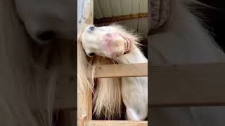 Funny horse🤣🤣funnyvideo funnymoments fypツ funnyanimals lover horse foryoupage❤️❤️ [upl. by Cordula]