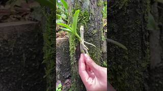 propagation dendrobium plants on wood short [upl. by Aicatsue]