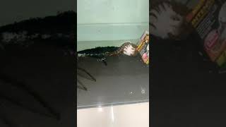 Scolopendra galapagoensis feeding live [upl. by Zonnya559]