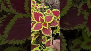 Codiaeum variegatum croton with leaves in rich autumn colors [upl. by Nele]