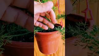 Helecho plantas jardineando tipsplantas jardines jardin helechos jardinencasa plantastips [upl. by Htesil828]