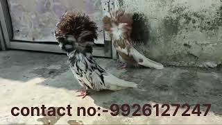 Guddu Fancy Pigeon Farm Bilaspur Chhattisgarh 🎆🔥शानदार दिवाली ऑफर 🔥🎇 jacobin pigeon 6500 rupey [upl. by Lamek]