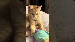 Ginger Kitten amp Fish cat cuteanimal cutecat cute cutepet catbaby gingerbread [upl. by Ellegna]