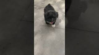 Lhasa Apso Puppy training [upl. by Eisac]