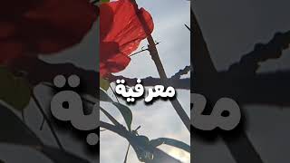 ابتعد عن فخ الوظيفة ياسرالحزيمي اكسبلور بودكاست علمالنفس [upl. by Harbot]