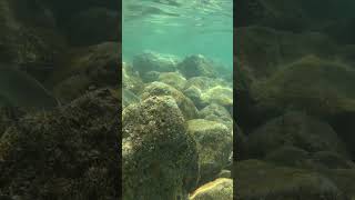 Snorkeling Makarska beach in Croatia Snorkel and se fishes beautiful color on the sea water [upl. by Mosa877]