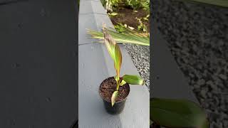 Ensete ventricosum plug plant tropical plants garden gardening ytshorts [upl. by Coats68]