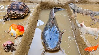 Menangkap ikan lele besar dalam lubang ada banyak ikan hias gurame ikan koi ikan mas kura kura [upl. by Harbird]