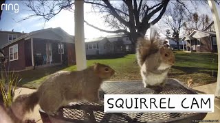 Squirrel Cam featuring Donger amp Brown Noser [upl. by Necyla281]