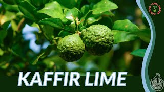 KAFFIR LIME Information amp Growing Tips Citrus hystrix [upl. by Nikola]