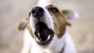 Dog Barking  Ringtone Mp3 [upl. by Ettie927]