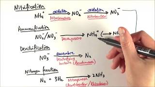 A2 Biology  Reactions in the nitrogen cycle OCR A Chapter 233 [upl. by Tammy]