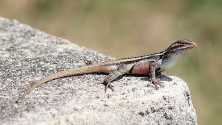 La lagartija escamosa panza rosada​ Sceloporus variabilis [upl. by Lindsy]