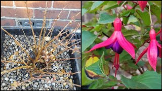 How to care for hardy fuchsia plants  container flower gardening [upl. by Kemp972]