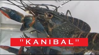 Kanibalisme Lobster Air Tawar [upl. by Lusar]